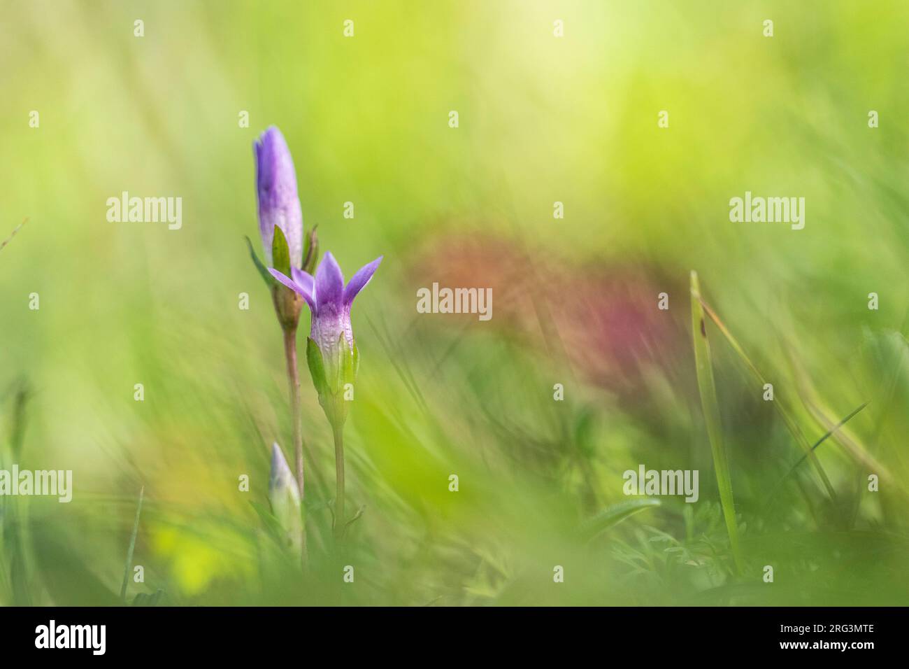 Chiltern Gentian, Gentianella germanica Foto Stock