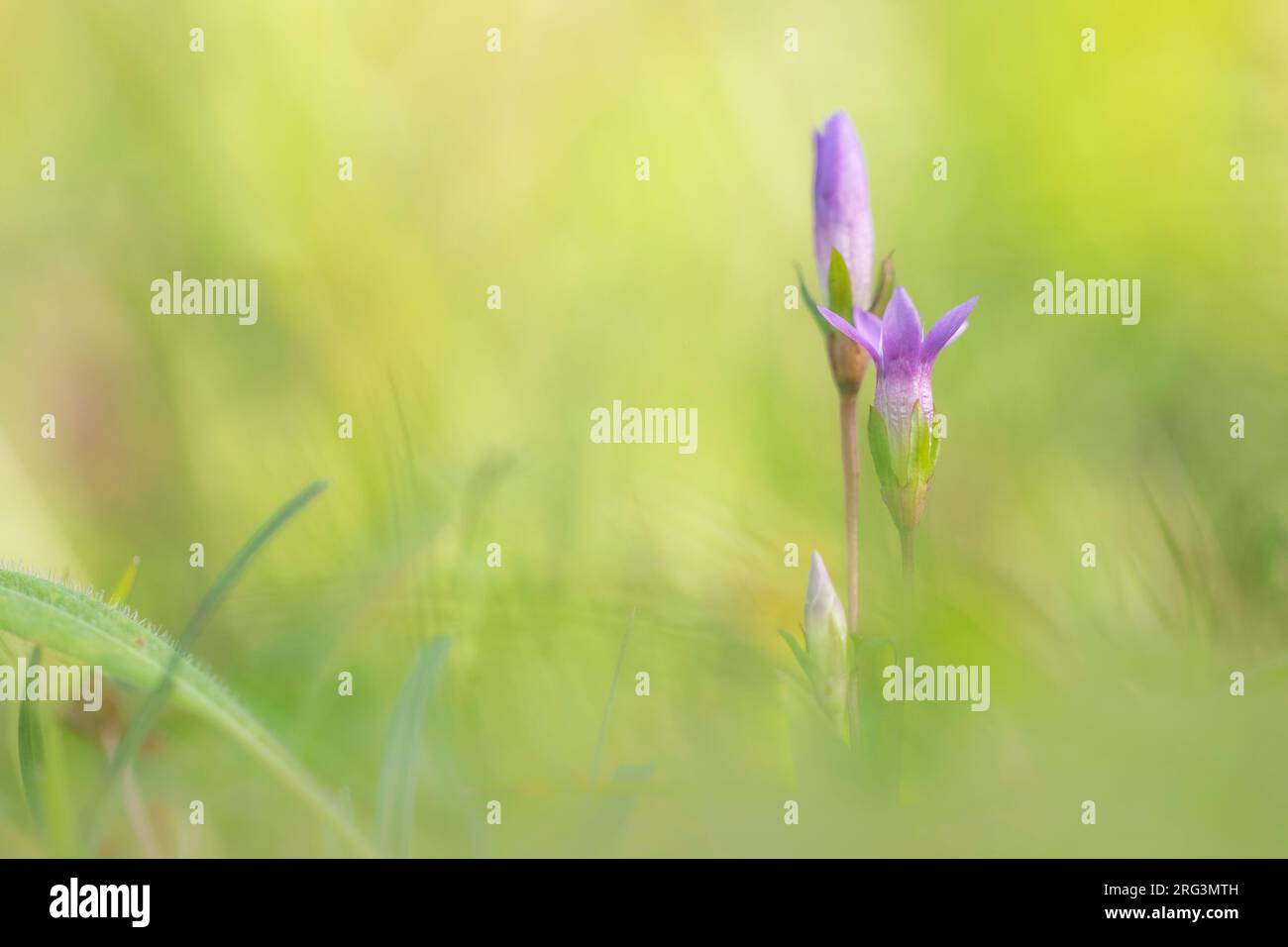 Chiltern Gentian, Gentianella germanica Foto Stock
