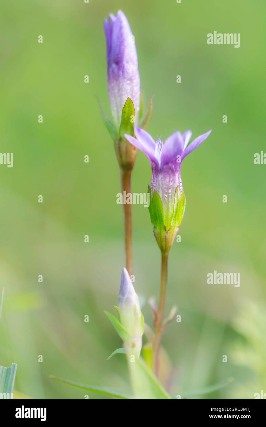 Chiltern Gentian, Gentianella germanica Foto Stock