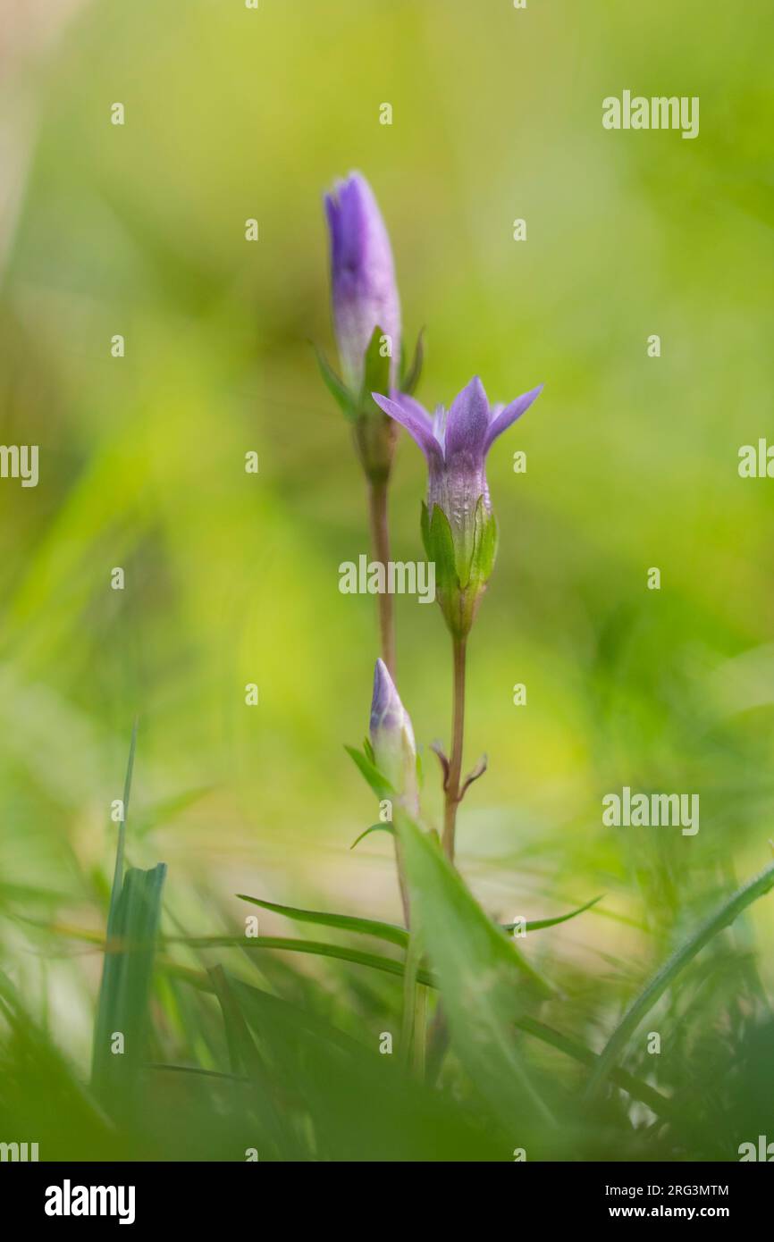 Chiltern Gentian, Gentianella germanica Foto Stock