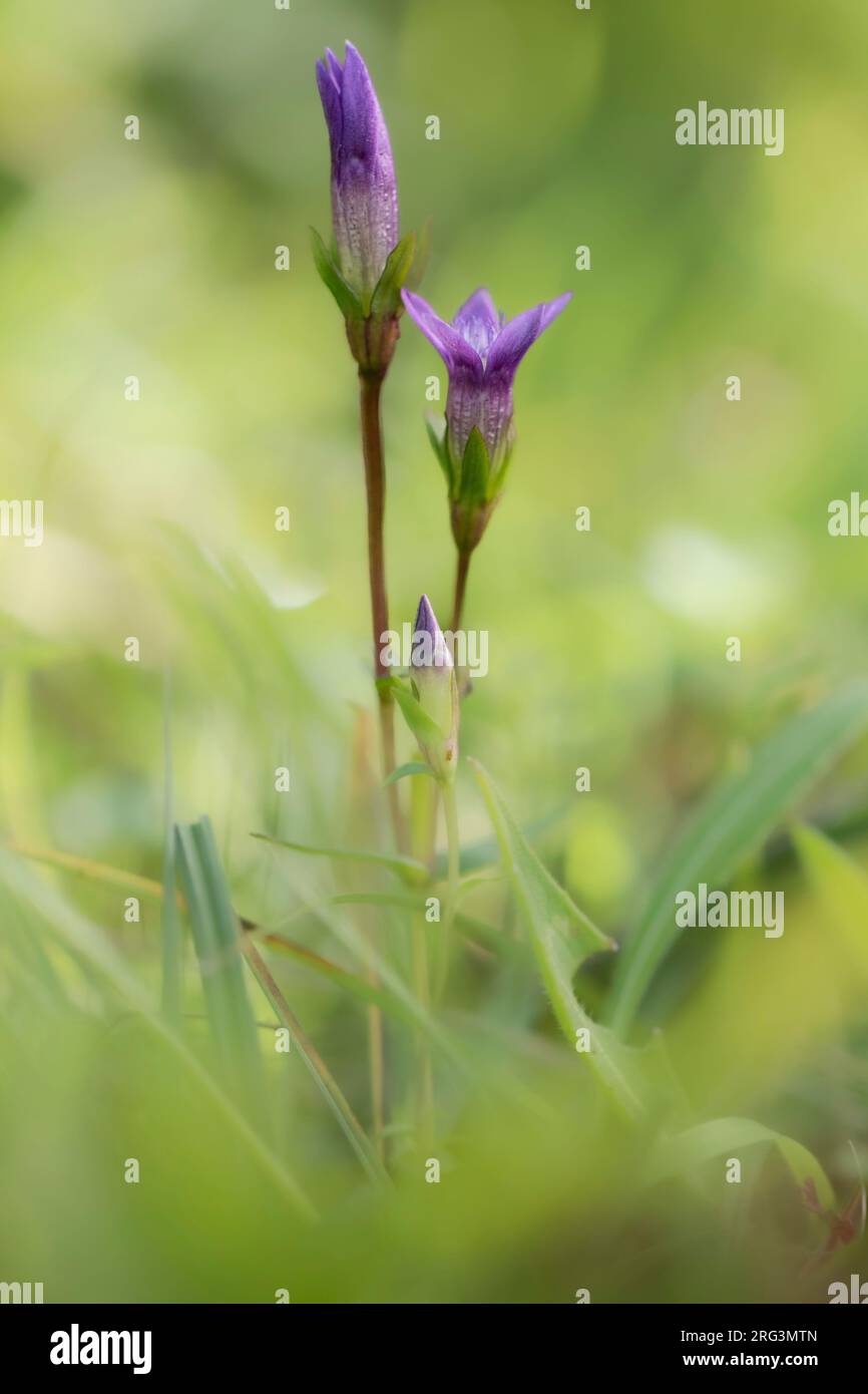 Chiltern Gentian, Gentianella germanica Foto Stock