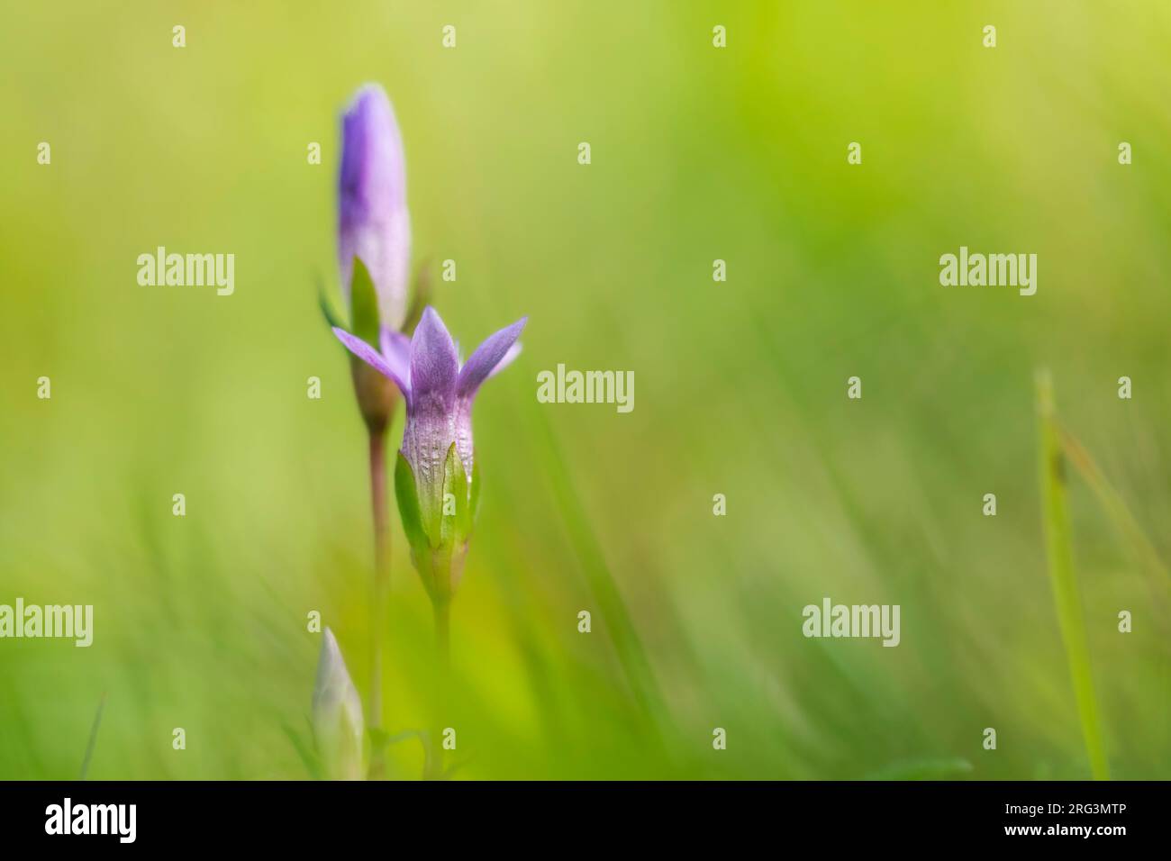 Chiltern Gentian, Gentianella germanica Foto Stock