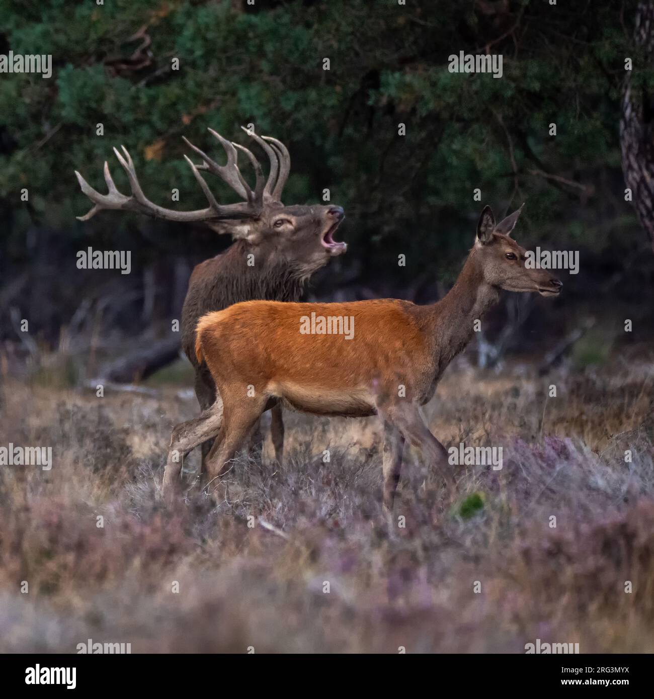 Red, Deer; Cervus elaphus; un cervo maschio con palchi ben sviluppati durante la stagione di taglio. Il cervo è belling per spaventare i concorrenti maschili e tenere t Foto Stock