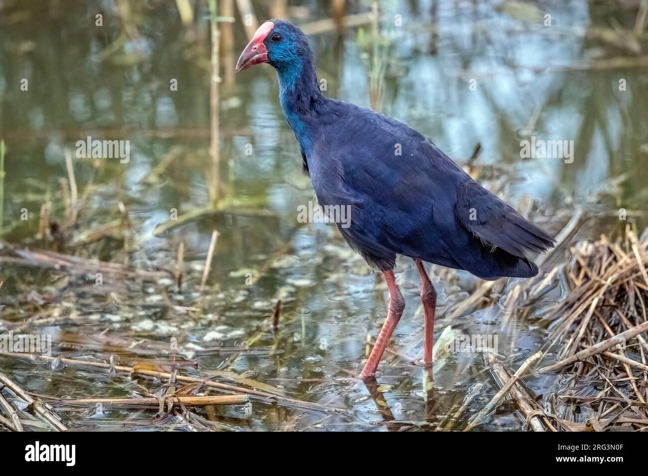 Porphyrio porphyrio, un pesce morto nel Delta dell'Ebro, Tarragone, Spagna. Foto Stock