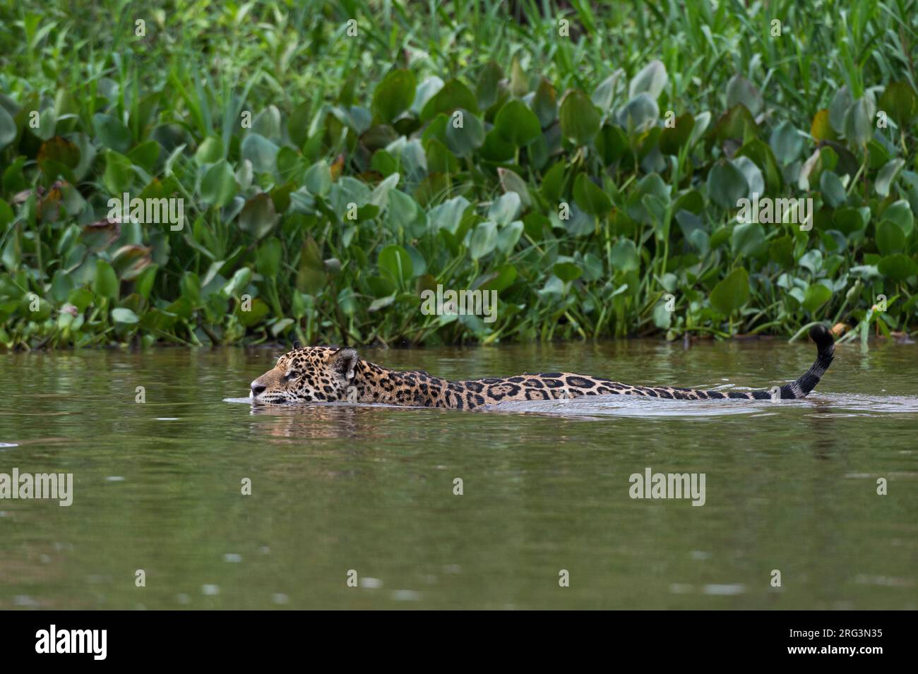 Una Jaguar, Panthera onca, nuoto nel fiume Cuiaba. Stato del Mato Grosso do sul, Brasile. Foto Stock