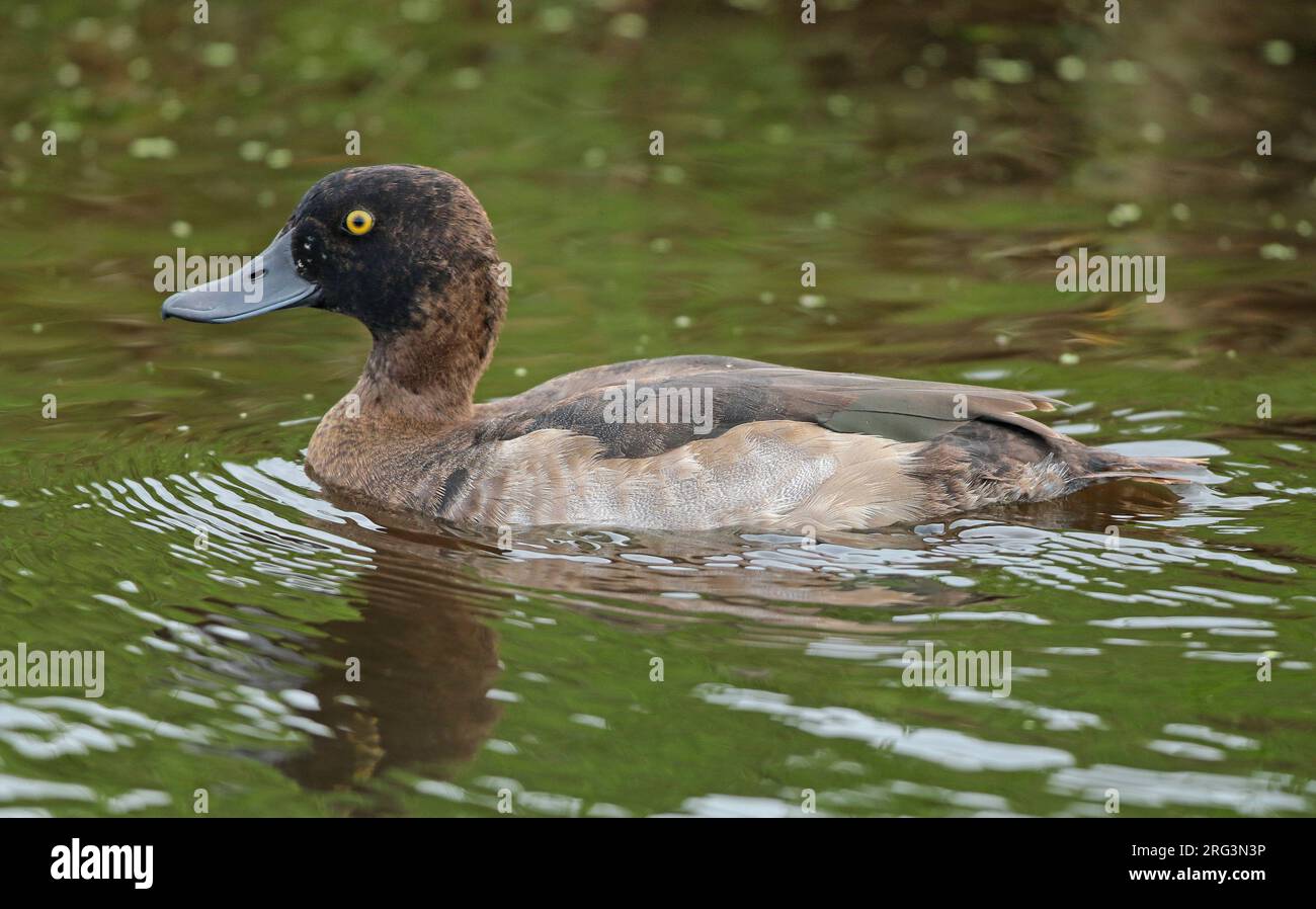 Anatra tufted (Aythya fuligula), primo anno di calendario maschile che nuota, visto di lato. Foto Stock