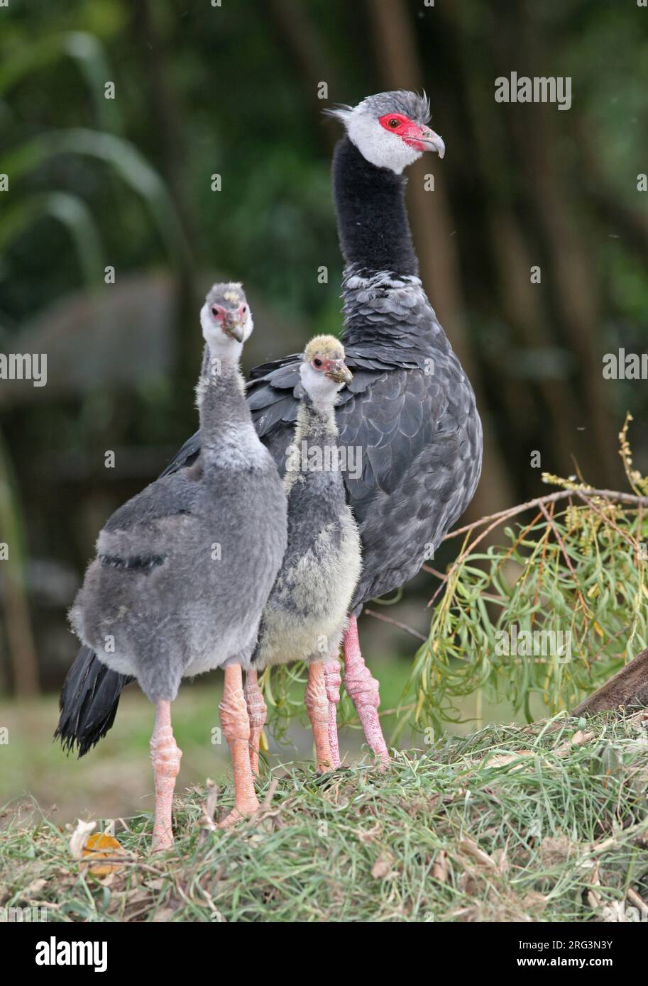 Northern Screamer (Chauna chavaria) a , Colombia. Stato IUCN vicino minacciato. Foto Stock
