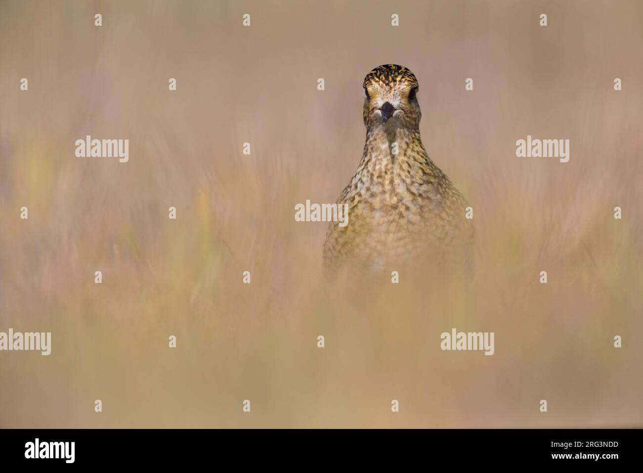 Juveniele Goudplevier; capretti Euopean Golden Plover Foto Stock