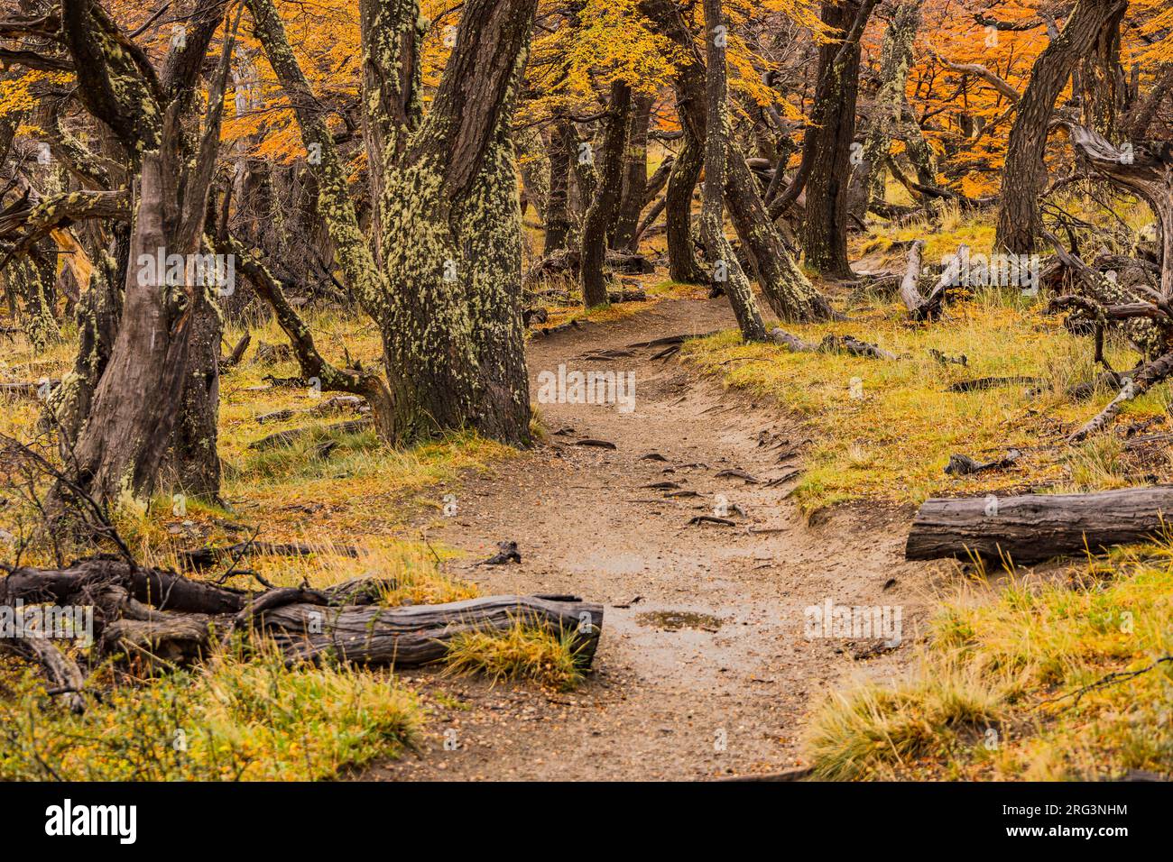 Alberi umidi lungo un sentiero panoramico nella foresta autunnale vicino a El Chalten nel Parco Nazionale Los Glaciares, Argentina, Patagonia, Sud America Foto Stock