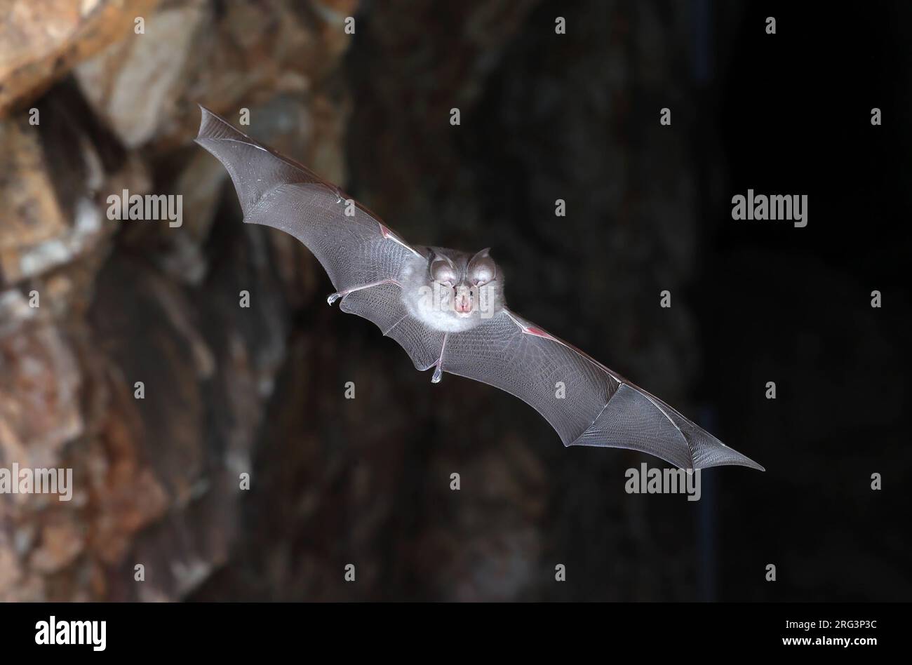 Pipistrello a ferro di cavallo minore (Rhinolophus hipposideros) preso il 05/10/2022 a la Londe les Maures - Francia Foto Stock