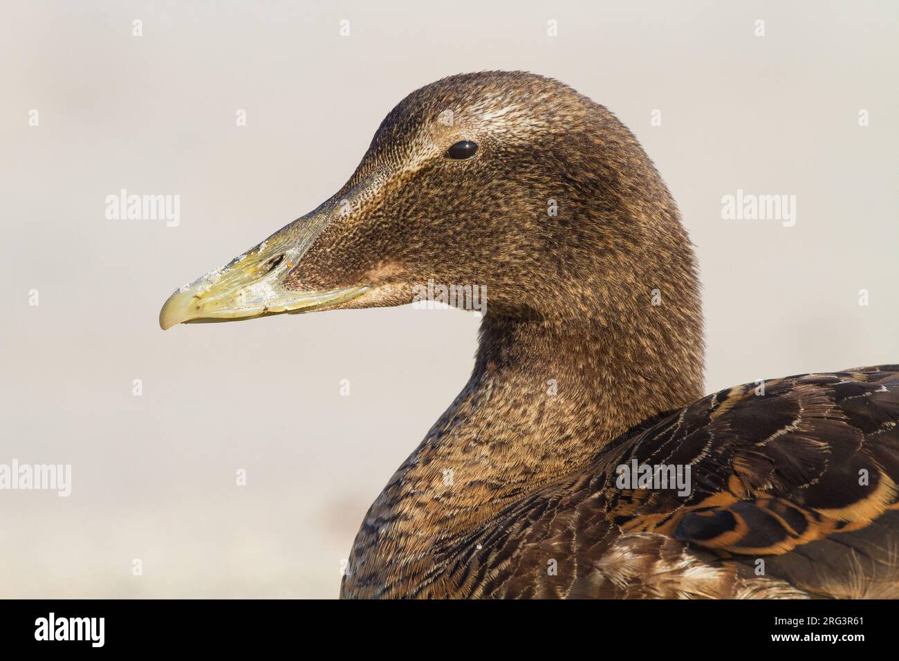 Eider, comune Eider, Somateria mollissima Foto Stock