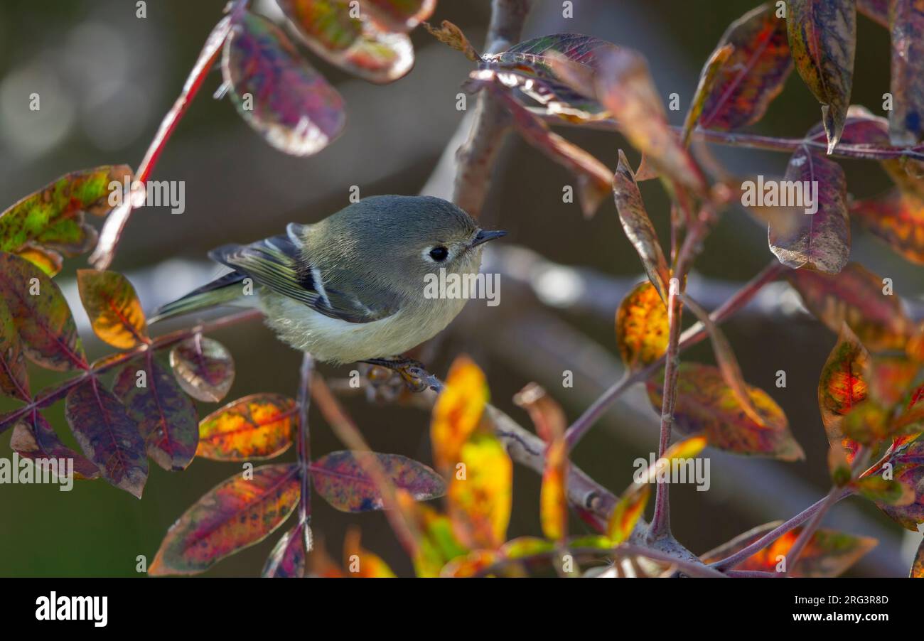 Ruby-Crown Kinglet, Regulus calendula, a Cape May, New Jersey, USA, durante la migrazione autunnale. Foto Stock