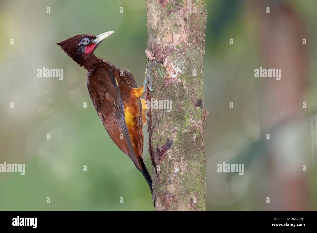 Un castagno maschio a Habitat Sur, Leticia, Colombia. Foto Stock