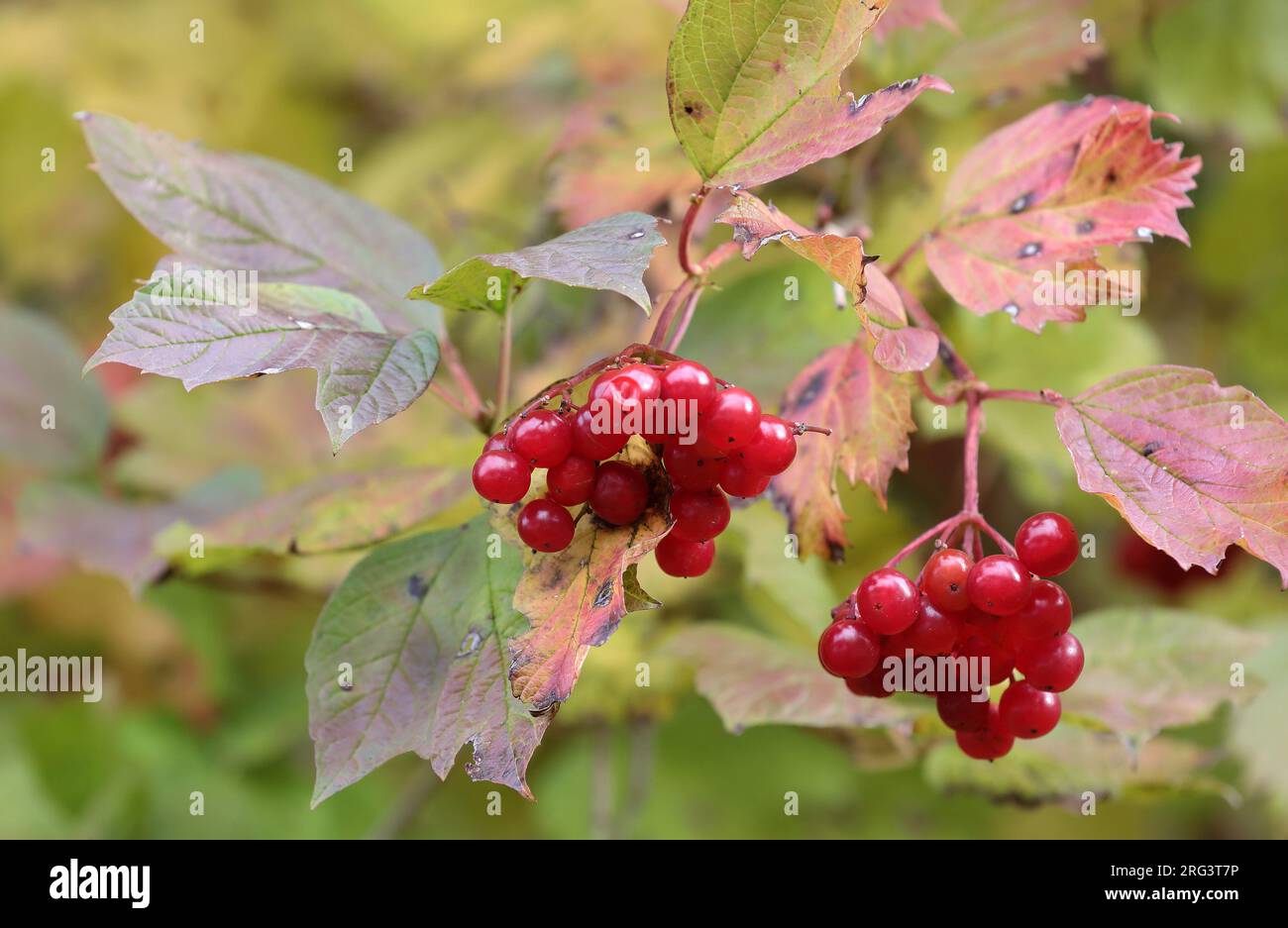 De Gelderse roos heeft vuurrode bessen Foto Stock