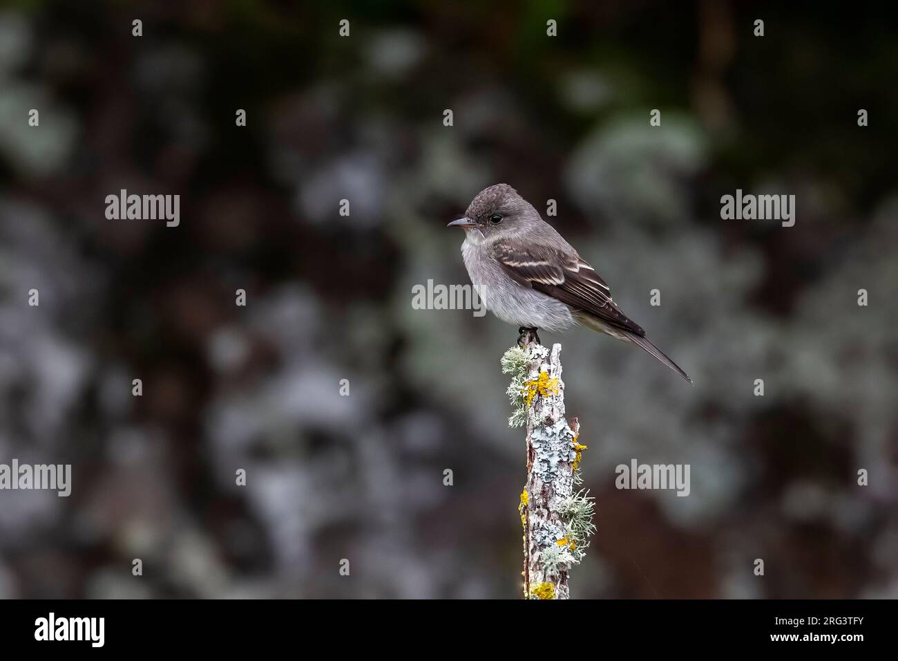 1 ° inverno Eastern Wood-Pewee (Contopus virens) arroccato su un ramo come il primo per il Paleartico occidentale, la Valle del faro, Corvo, Azzorre, Portogallo. Foto Stock