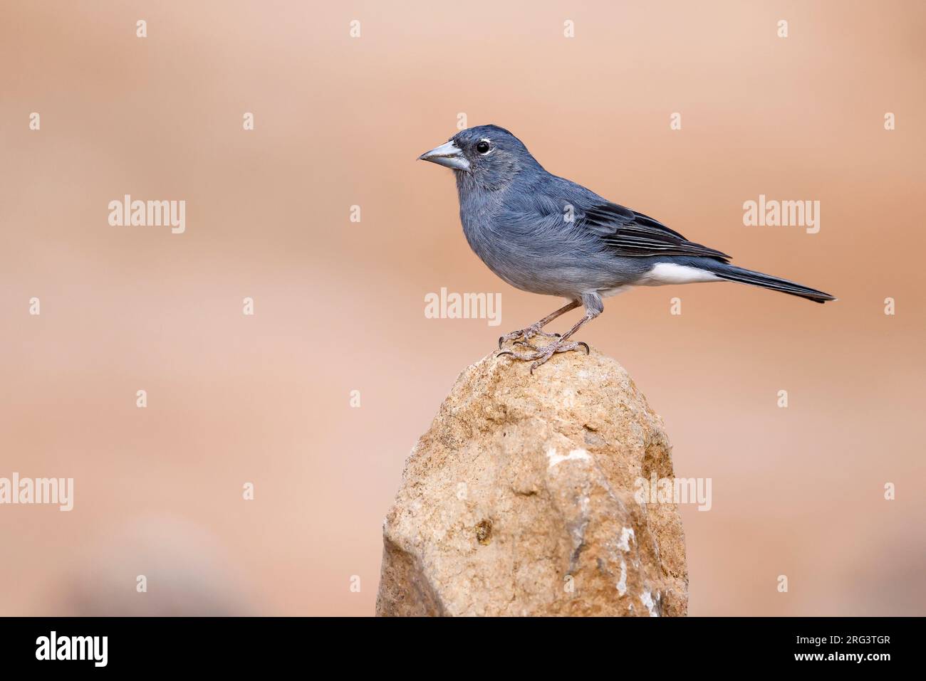 Blue Chaffinch su una roccia Foto Stock