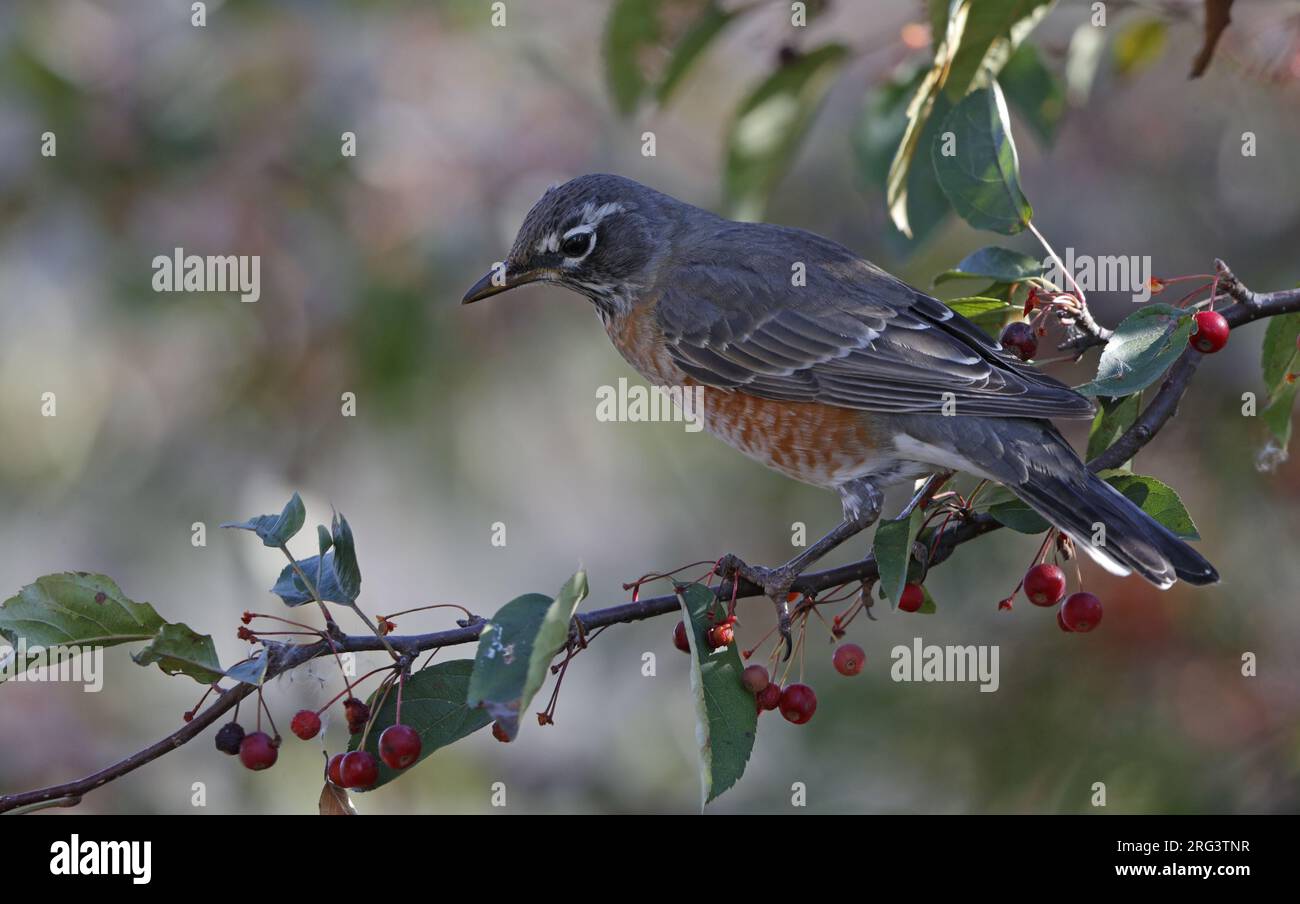 American Robin (Turdus migratorius), femmina nel cespuglio con bacche nel New Jersey, USA Foto Stock