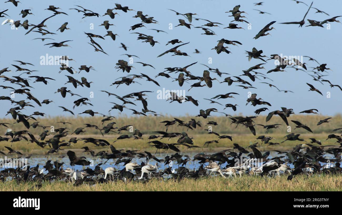 In het najaar verzamelen zich duizenden zwarte ibissen in de Coto Doñana in autunno un sacco di Ibisis lucido si riuniscono nel Coto Doñana Foto Stock