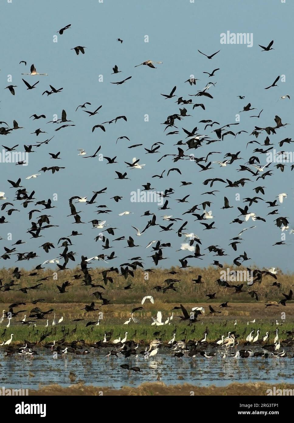 In het najaar verzamelen zich duizenden zwarte ibissen in de Coto Doñana in autunno un sacco di Ibisis lucido si riuniscono nel Coto Doñana Foto Stock