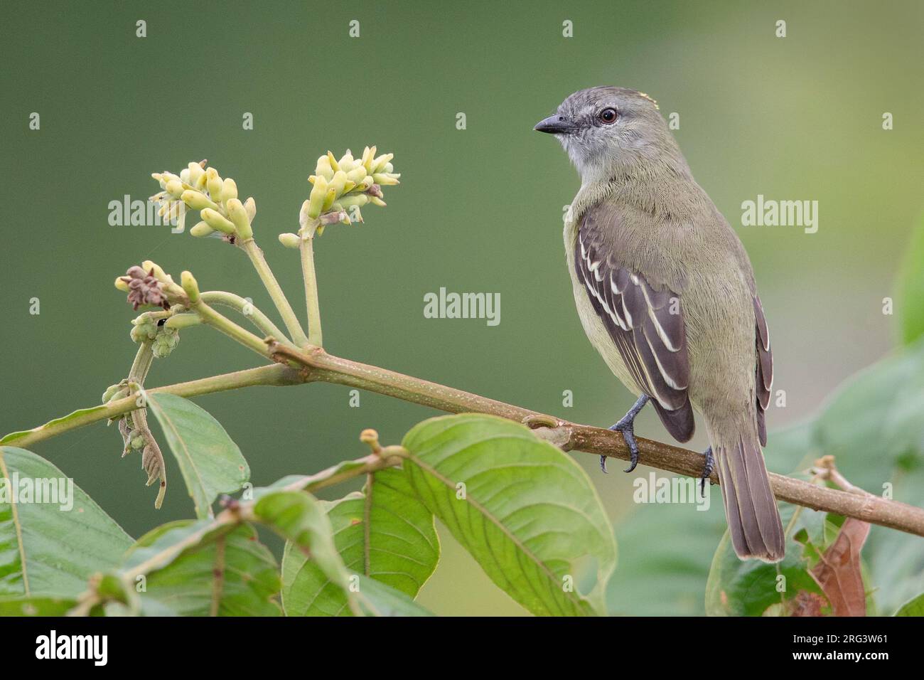 Tyrannulet a corona gialla a Puerto Nariño, Amazonas, Colombia Foto Stock