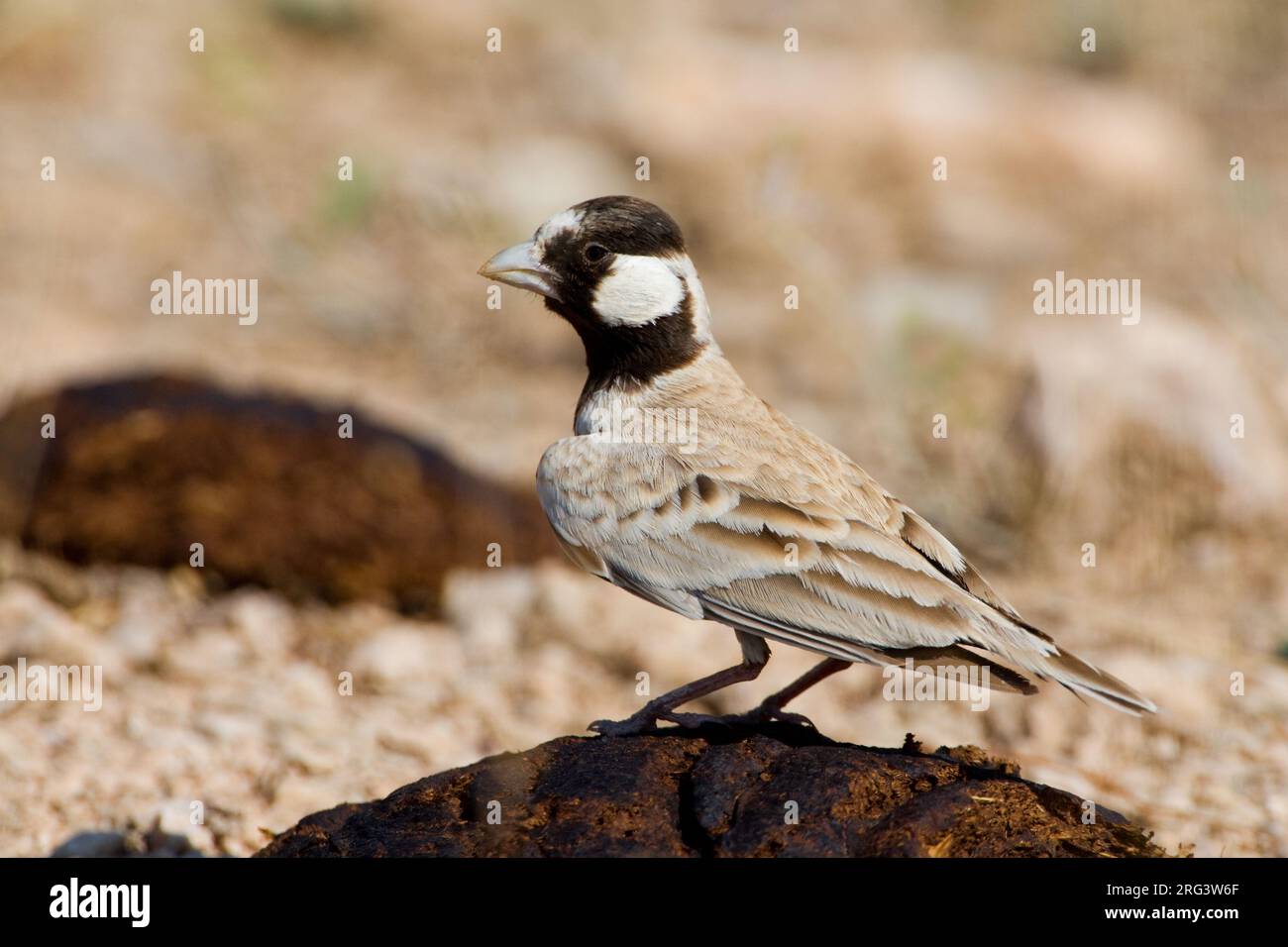 Allodola passero capinera; nero-incoronato Finch Lark; Eremopterix Foto Stock