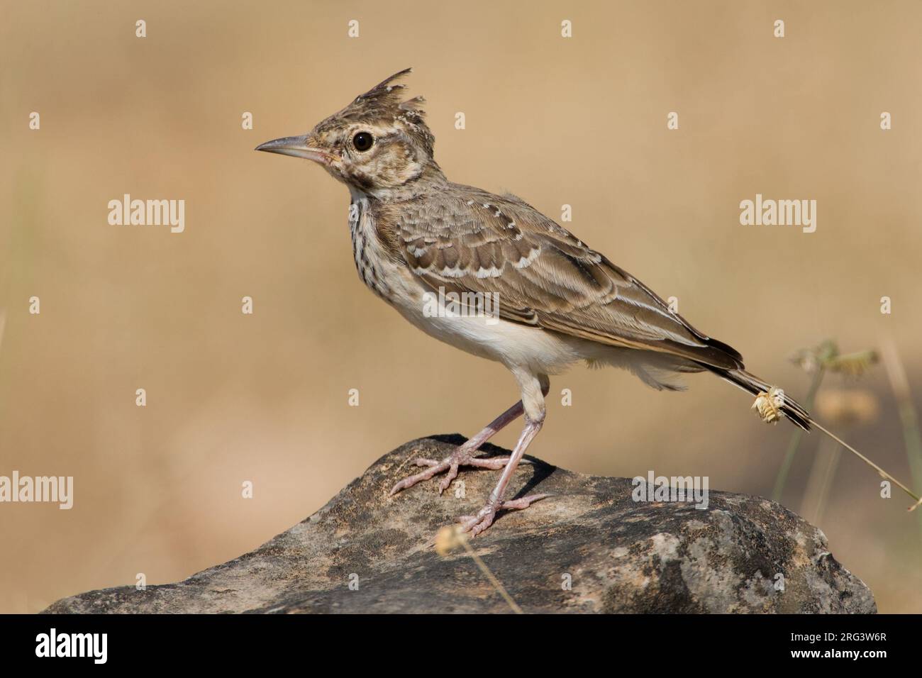 Juveniele Kuifleeuwerik in zit; capretti Crested Lark appollaiato Foto Stock