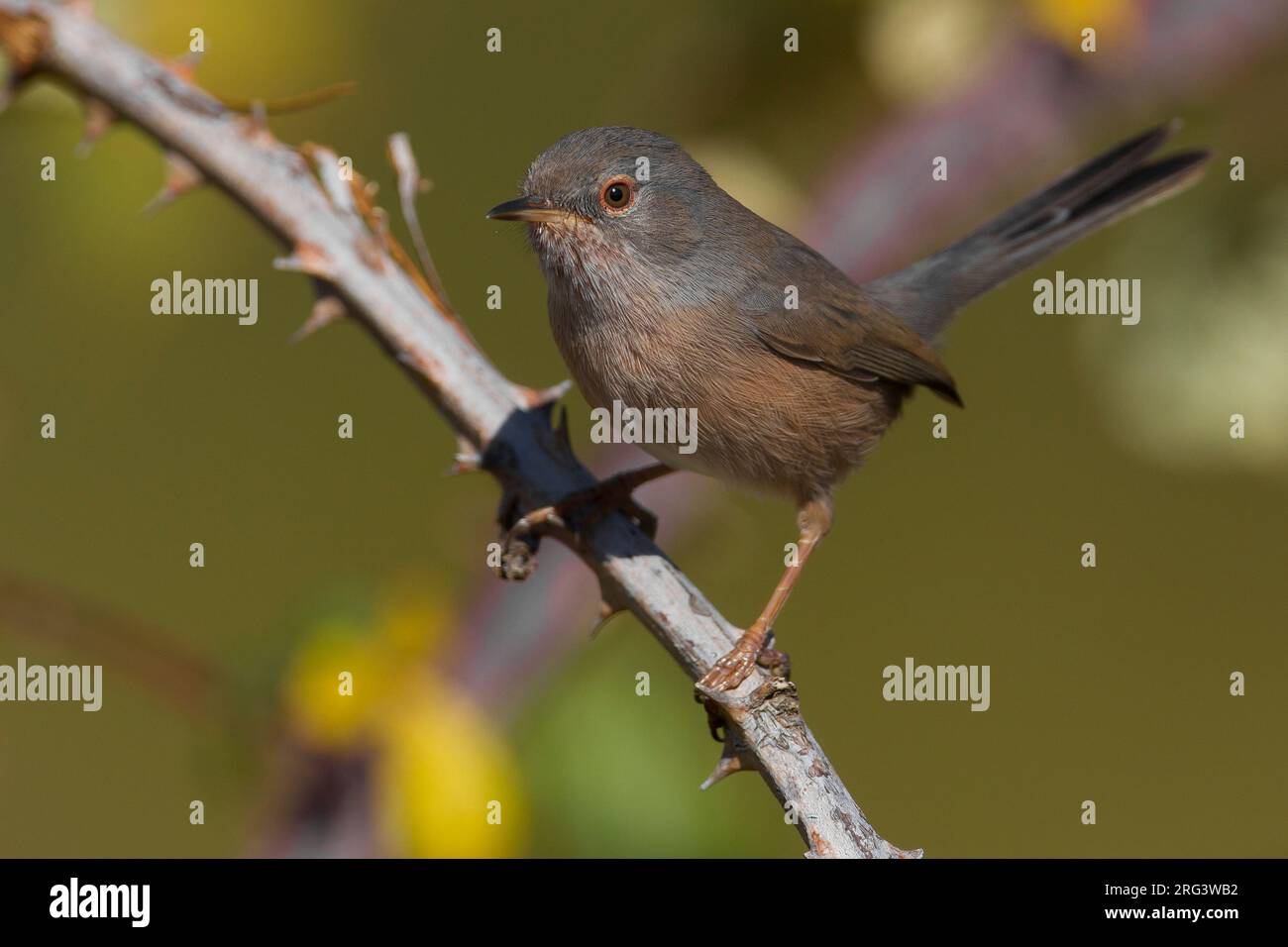 Vrouwtje Provencaalse Grasmus; femmina Dartford trillo Foto Stock