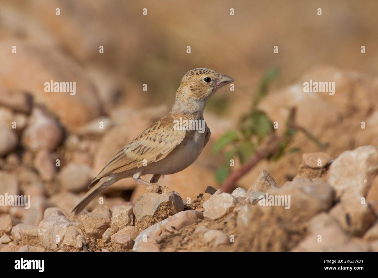 Allodola passero capinera; nero-incoronato Finch Lark; Eremopterix Foto Stock