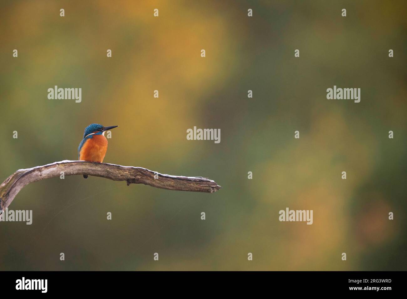 Comune Kingfisher, Alcedo atthis, nei Paesi Bassi. Arroccato su un ramo innevato. Foto Stock