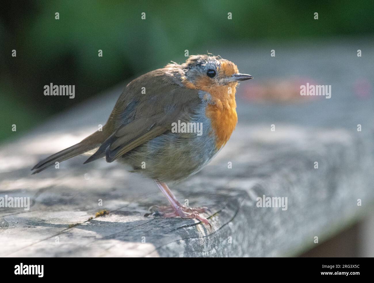 Robin modellante (erithacus rubecula) Foto Stock