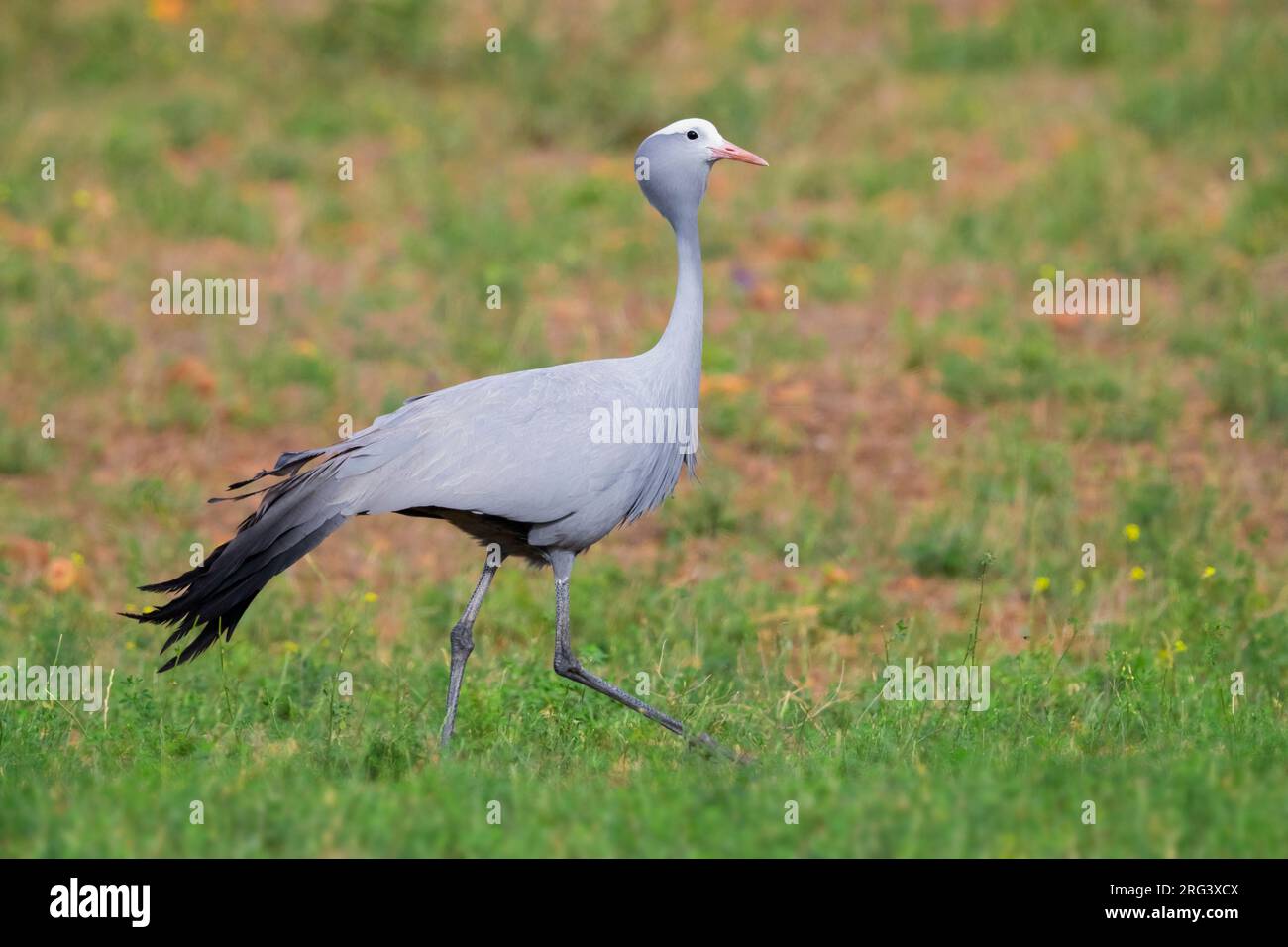 Blue Crane (Grus paradisea), vista laterale di un adulto a piedi, Capo Occidentale, Sud Africa Foto Stock