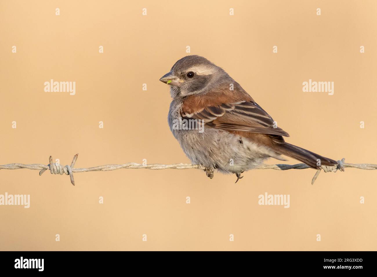 Capo Sparrow (Passer melanurus), femmina adulta arroccata su un filo spinato, Capo Occidentale, Sudafrica Foto Stock