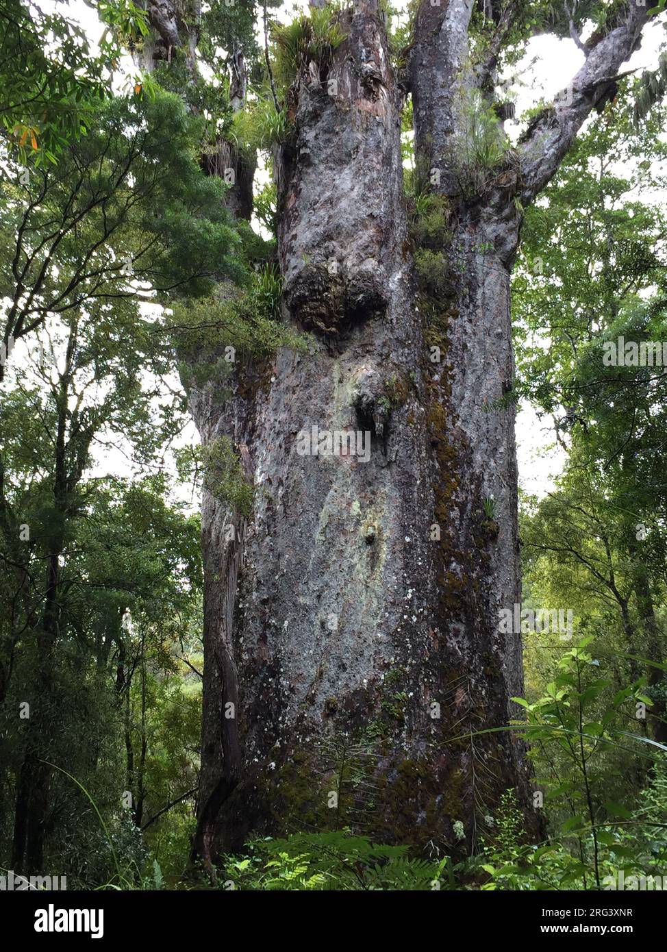 Te Matua Ngahere, un gigante Kauri (Agathis australis) conifere nella foresta di Waipoua nella regione del Nord, Nuova Zelanda. Conosciuto anche come ‘ Padre di Foto Stock