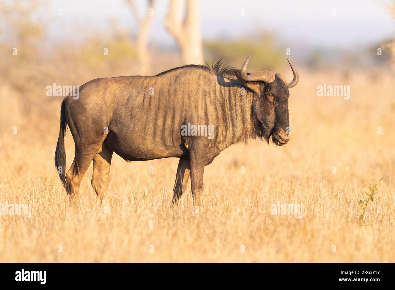 Blue Wildebeest, (Connochaetes taurinus), maschio adulto in piedi nella savana, Mpumalanga, Sudafrica Foto Stock