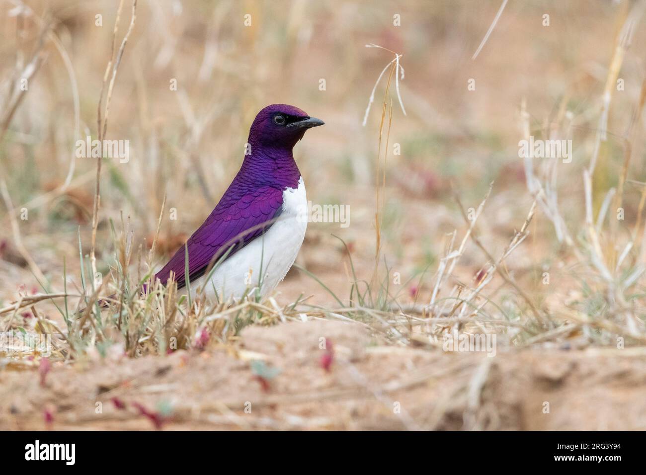 Starling a sfondo violetto (Cinnyricinclusis leucogaster), vista laterale di un adulto in piedi a terra., Mpumalanga, Sudafrica Foto Stock