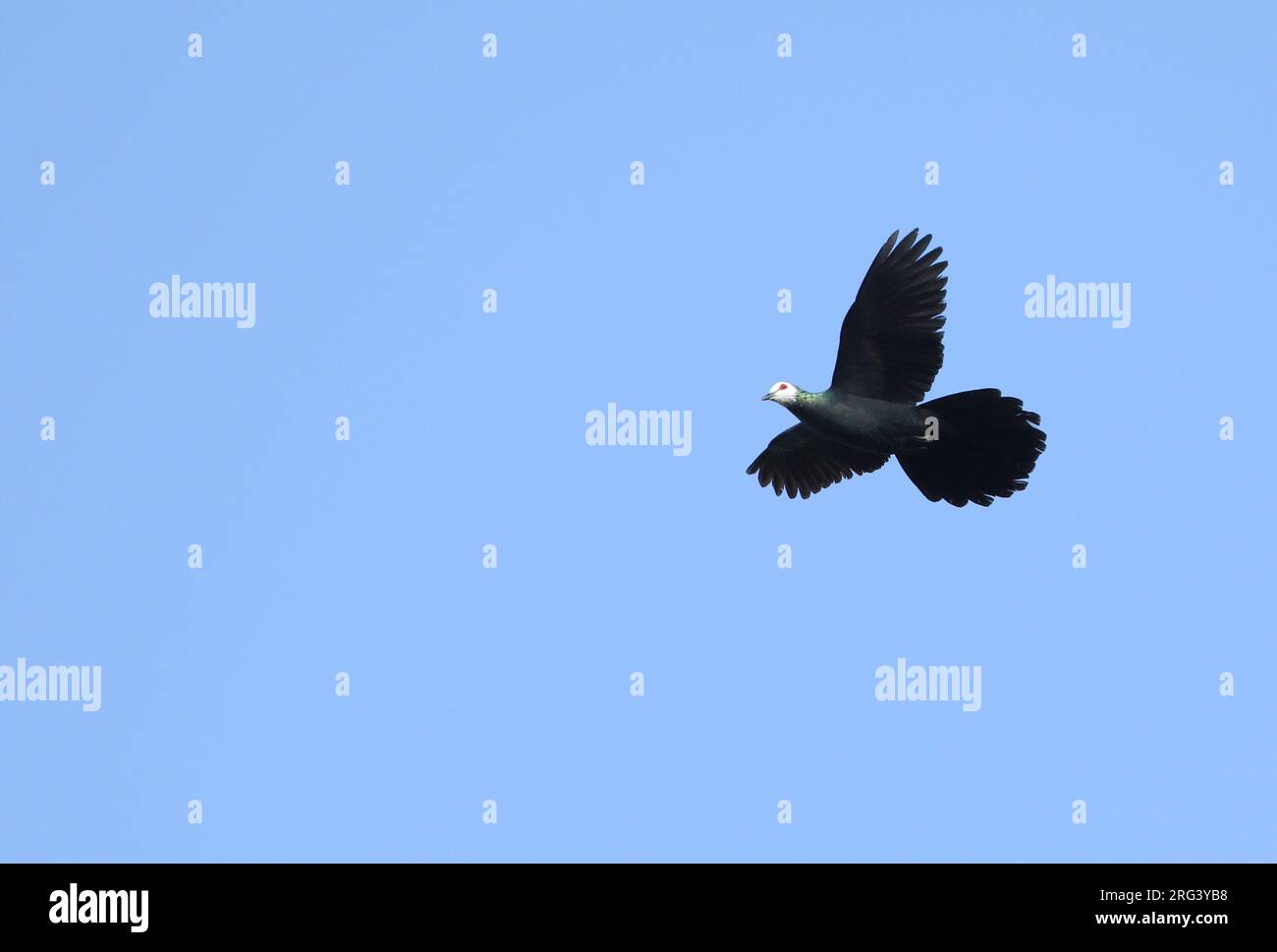 Cuckoo-dove dalla faccia bianca (Turacoena manadensis) in volo sull'isola del Togeo, sulle isole Togian nel Golfo di Tomini, Sulawesi. Foto Stock