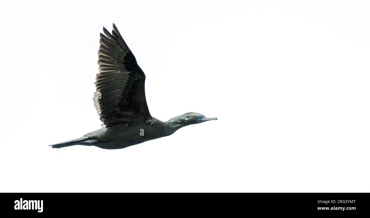 Piccolo cormorano nero (Phalacrocorax sulcirostris) in Nuova Zelanda. Conosciuto anche come il piccolo shag nero. Foto Stock