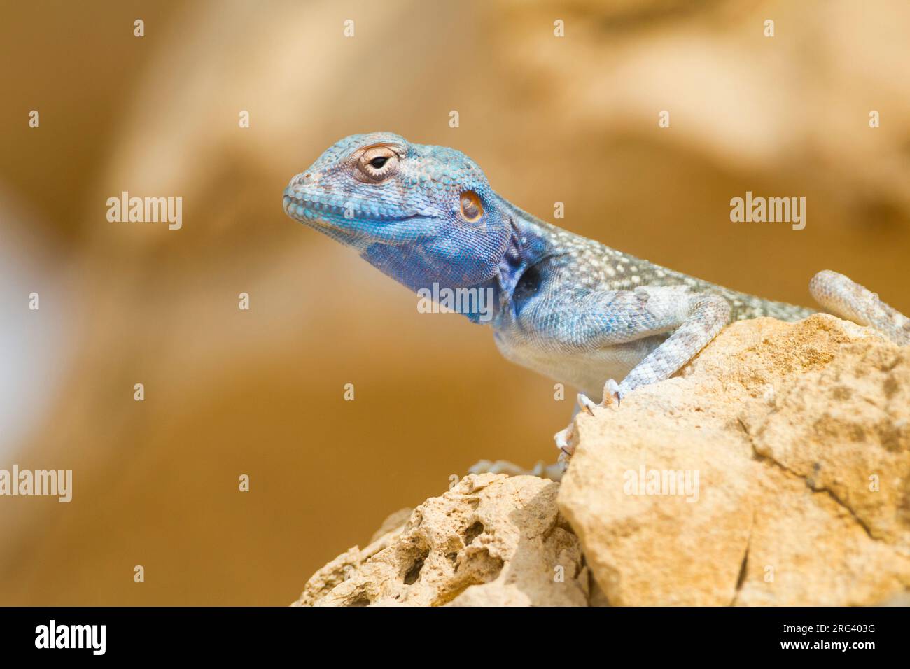 Il Sinai AGAMA SA - Sinai Agame - Pseudotrapelus sinaitus, Oman Foto Stock