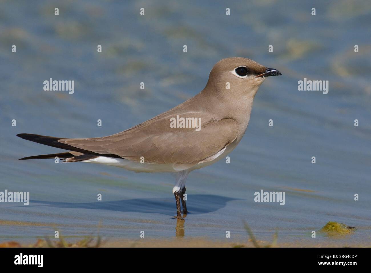 Kleine Vorkstaartplevier op de oever; poco Pratincole sulla riva Foto Stock