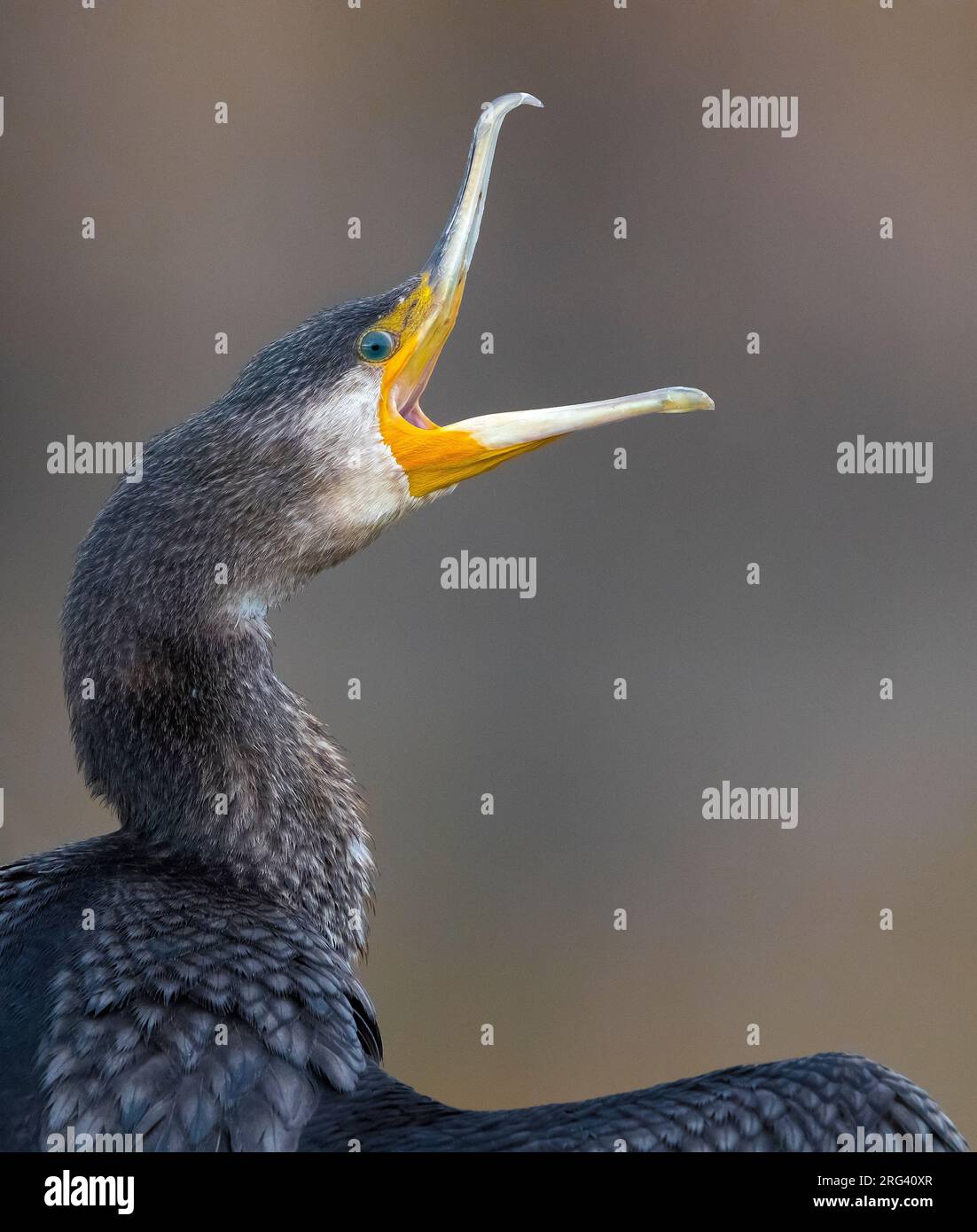 Great Cormorant (Phalacrocorax carbo ssp. sinensis) chiamando forte Foto Stock