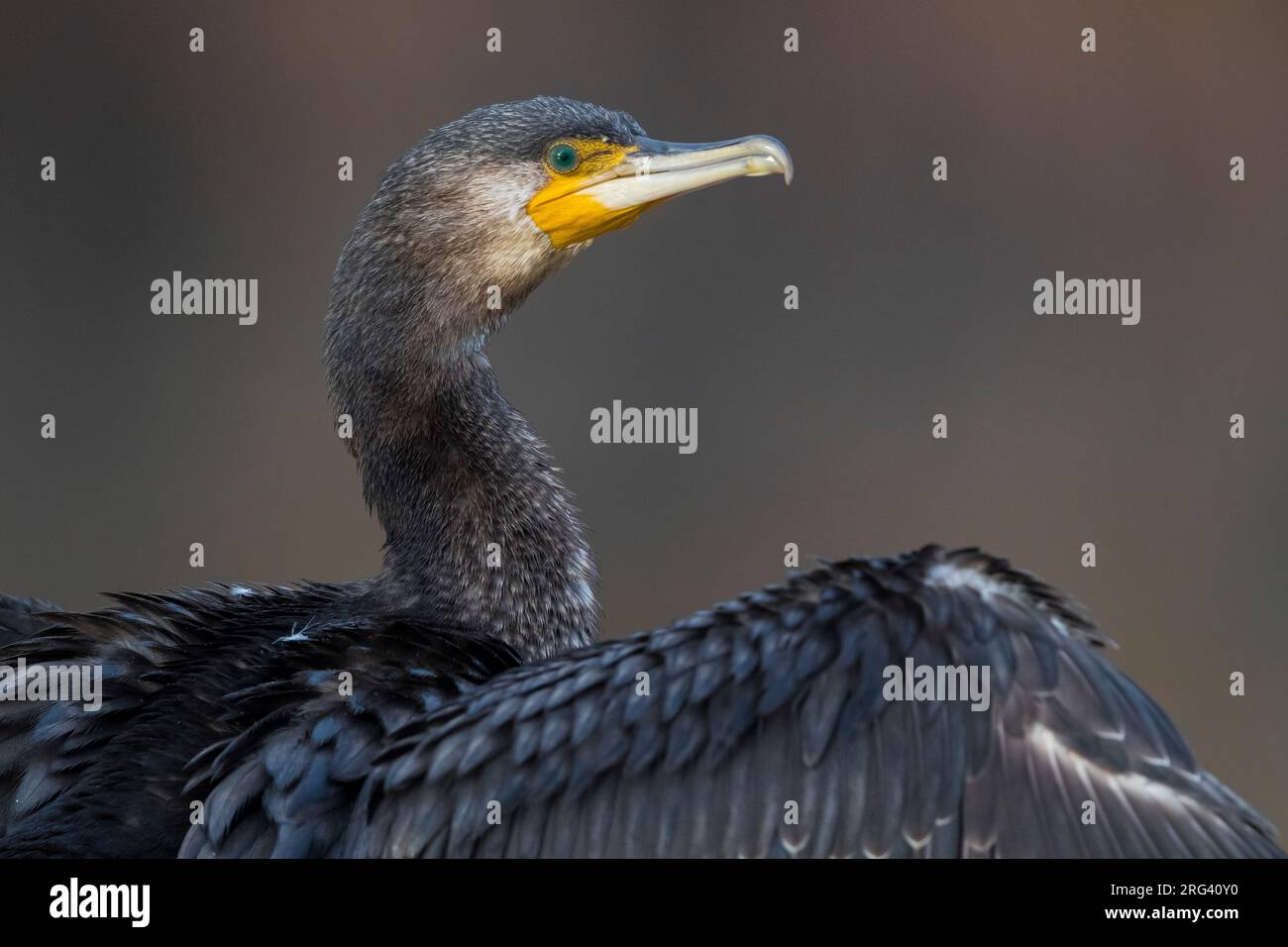 Great Cormorant (Phalacrocorax carbo ssp. sinensis) con le ali fuori Foto Stock