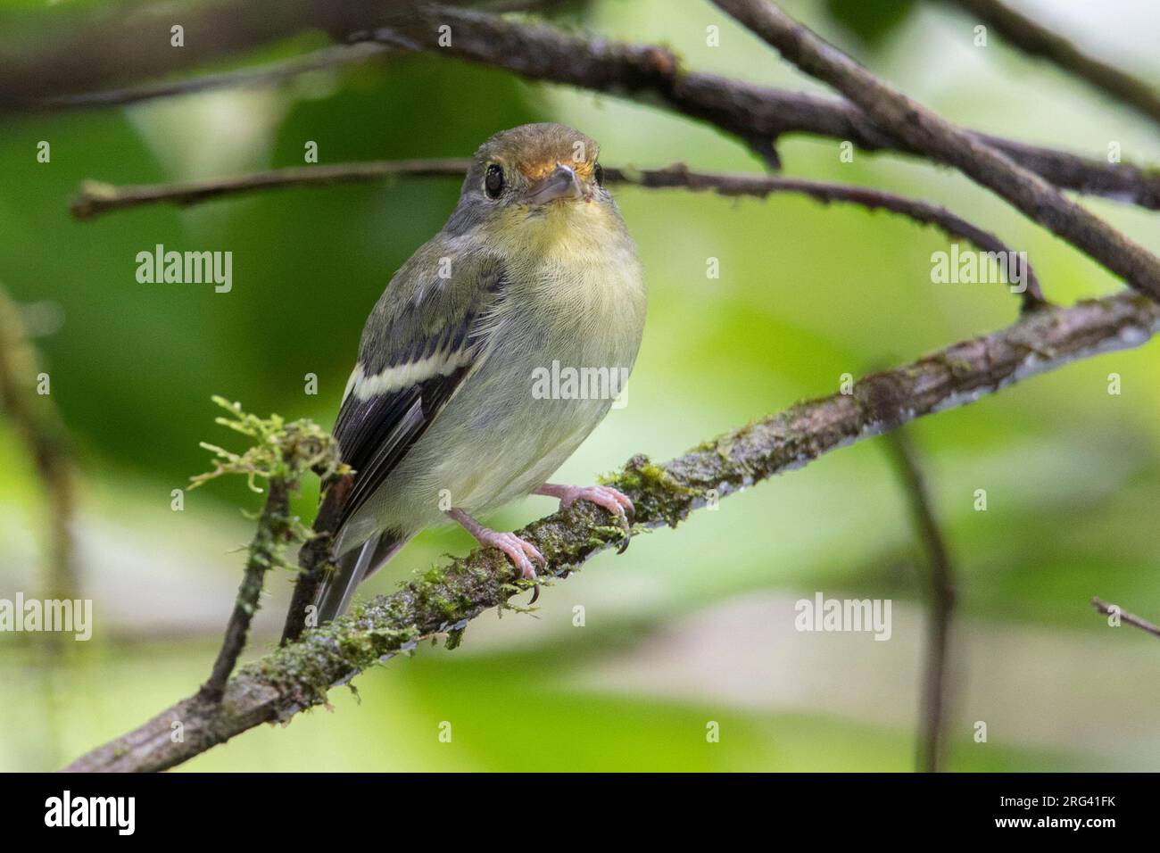 Piprites (Piprites chloris tschudii) a Reserva Natural la Isla Escondida, Orito, Putumayo, Colombia. Foto Stock