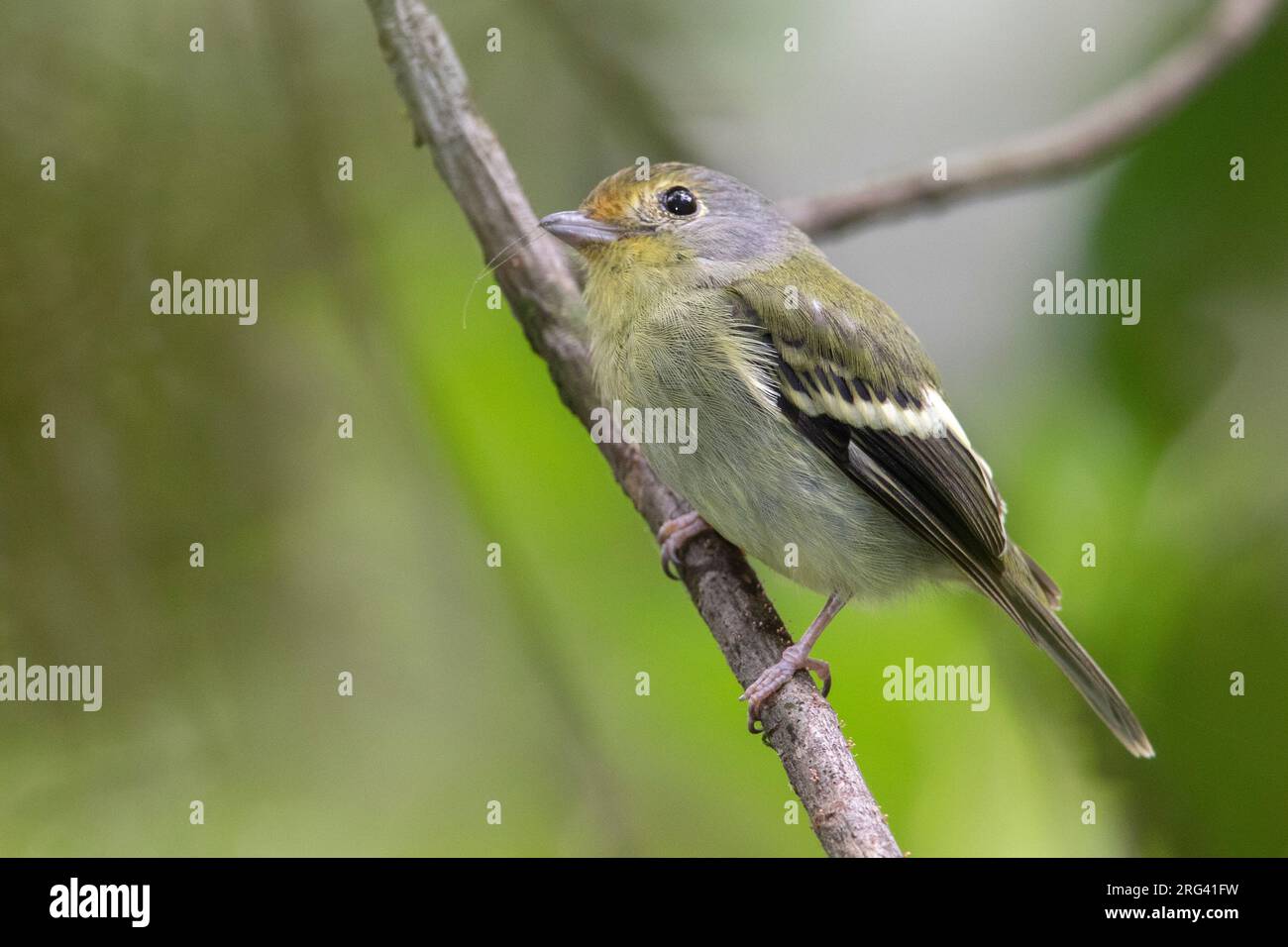 Piprites (Piprites chloris tschudii) a Reserva Natural la Isla Escondida, Orito, Putumayo, Colombia. Foto Stock