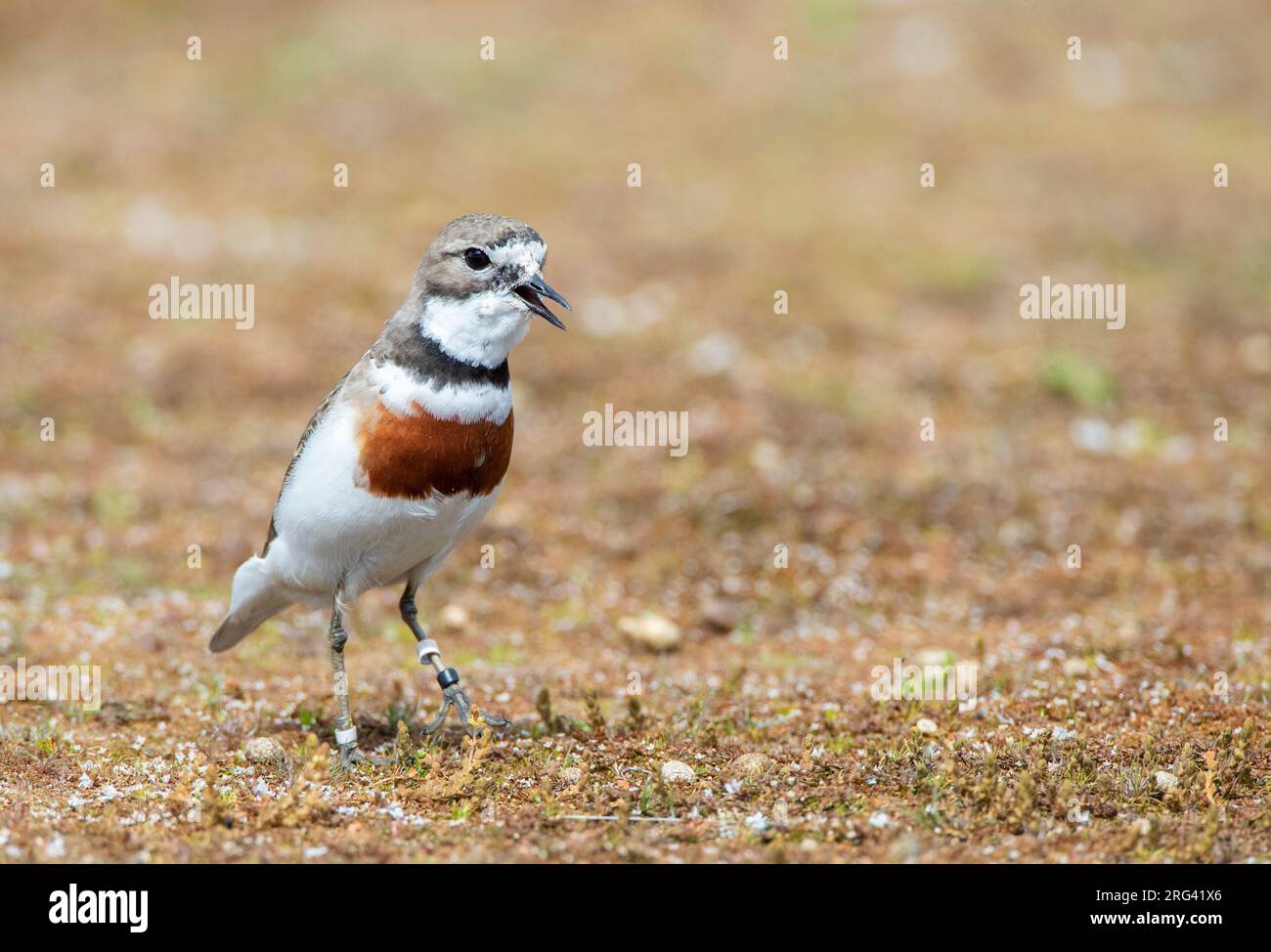 Chiamando plover a doppia banda maschile (Charadrius bicinctus bicinctus) in nuova Zelanda. Conosciuto anche come Banded Dotterel o Pohowera. Foto Stock