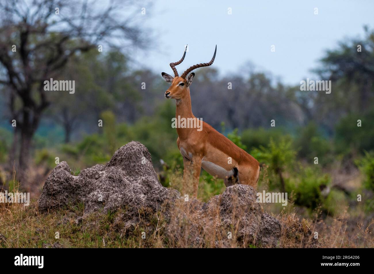 Un impala maschile dominante, Aepyceros melampus, si occupa della zona dalla cima di un tumulo di termite. Zona di concessione di Khwai, Okavango, Botswana. Foto Stock
