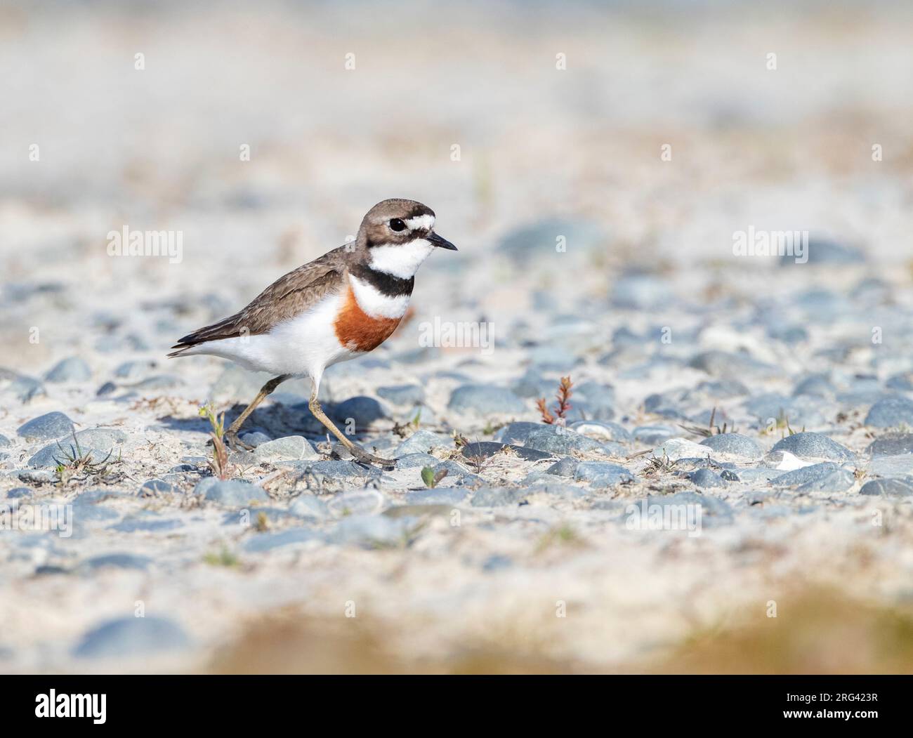 plover a doppia banda (Charadrius bicinctus bicinctus) in nuova Zelanda. Conosciuto anche come Banded Dotterel o Pohowera. Foto Stock