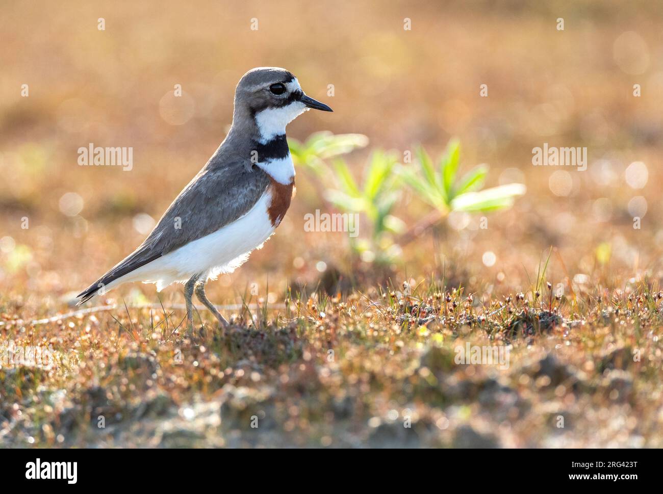 plover a doppia banda (Charadrius bicinctus bicinctus) in nuova Zelanda. Conosciuto anche come Banded Dotterel o Pohowera. Foto Stock