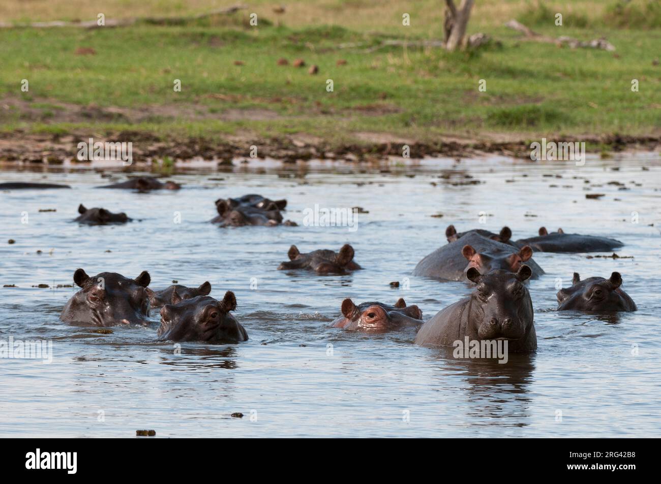 Un gruppo di ippopotami allerta, Hippopotamus anfibio, nell'acqua. Zona di concessione di Khwai, Okavango, Botswana. Foto Stock