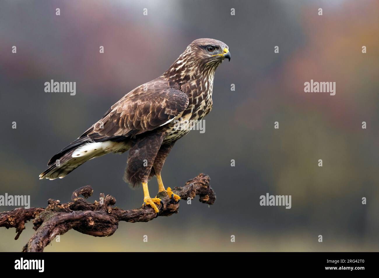 Buzzard comune (buteo buteo) arroccato su un ramo contorto in Italia. Foto Stock