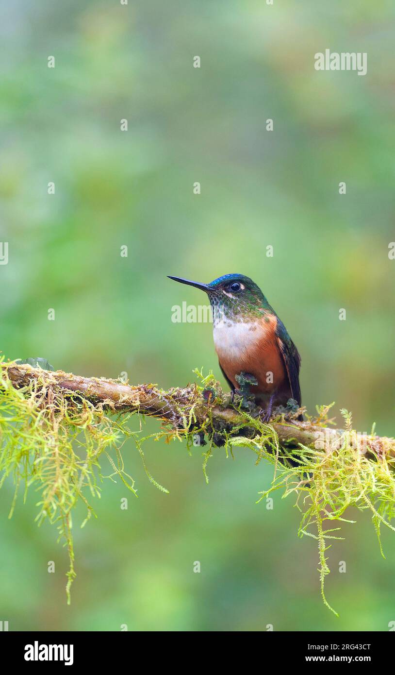 Sylph femmina dalla coda viola (Aglaiocercus coelestis coelestis) vicino a Mindo, versante ovest delle Ande in Ecuador. Foto Stock